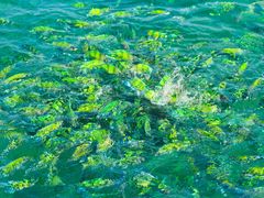 Thailand_Phuket_PhiPhi_FIsh_shutterstock_134800430
