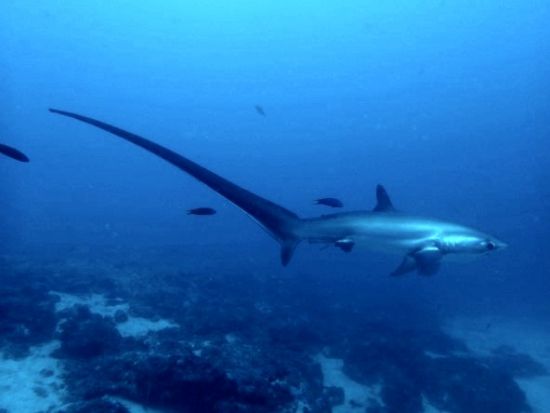 ファンダイビング 世界随一の遭遇率！幻のサメ「ニタリ」マラパスクア島日帰りツアー＜混載／ボート／2ダイブ＞by エメラルドグリーンダイビングセンター