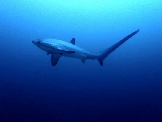ファンダイビング 世界随一の遭遇率！幻のサメ「ニタリ」マラパスクア島日帰りツアー＜混載／ボート／2ダイブ＞by エメラルドグリーンダイビングセンター