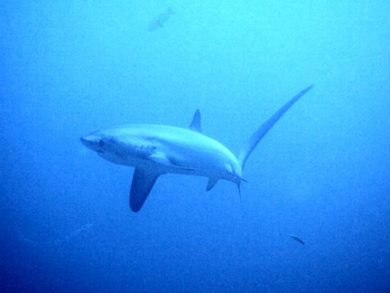 ファンダイビング 世界随一の遭遇率！幻のサメ「ニタリ」マラパスクア島日帰りツアー＜混載／ボート／2ダイブ＞by エメラルドグリーンダイビングセンター