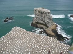 Gannets nesting site