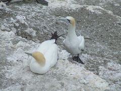 gannet nesting