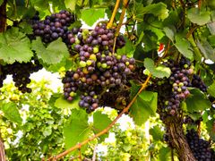 kumeu wine tasting