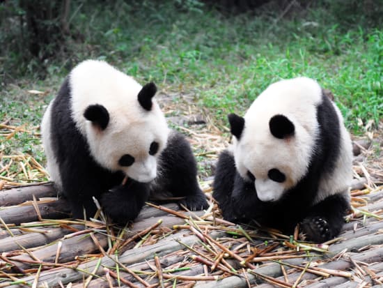 China_Shanghai_Zoo_Giant_Panda_shutterstock_38473240
