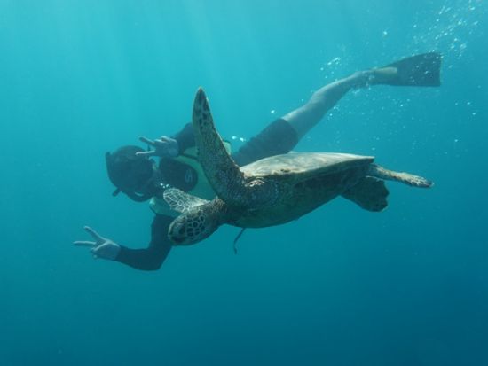 ウミガメシュノーケリング　ワイキキカメ大学　ワイキキビーチ沖で海中探検！ハワイの伝統セレモニーのエホマイ体験も　ワイキキ送迎可＜3時間／日本語／ケワロ港発＞