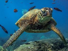 Turtle3