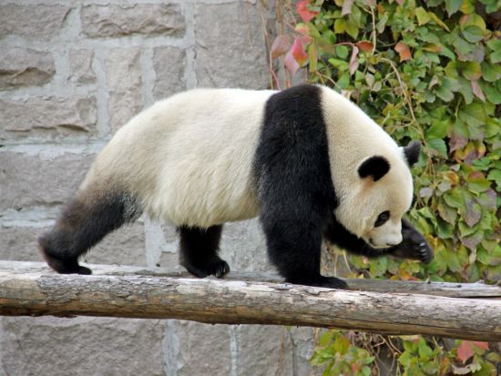 二大世界遺産と北京パンダ 北京満喫1日観光ツアー 天安門広場＋故宮博物院＋頤和園＋北京動物園パンダ館＜日本語ガイド／往復送迎／北京ダックの昼食付＞