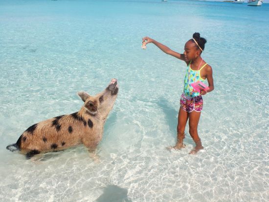 飛行機で行く！エグズーマ日帰りツアー 貸切ボートで豚さんビーチへ！＜英語ドライバー／日本語アシスト可／ホテル送迎付／ナッソー発＞