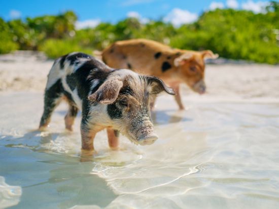 飛行機で行く！エグズーマ日帰りツアー 貸切ボートで豚さんビーチへ！＜英語ドライバー／日本語アシスト可／ホテル送迎付／ナッソー発＞