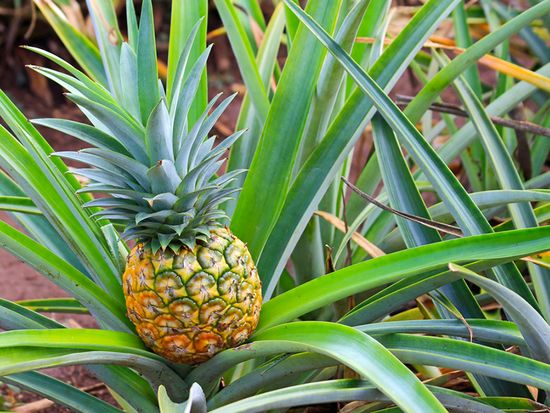 shutterstock_168196199