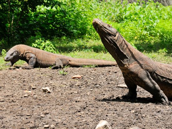 veltra_komodo_tour_1N2D-10-komodo-island
