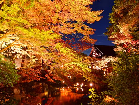 shutterstock_1130556929