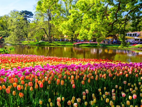 keukenhof gardens and flowerfields