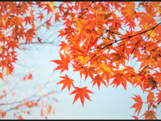 バスハイク 福岡発 紅葉の九年庵 秋の一般公開 御船山楽園 祐徳稲荷神社 和定食の昼食付 11月15日 11月23日 佐賀行 By 西鉄旅行 佐賀の観光 遊び 体験 レジャー専門予約サイト Veltra ベルトラ バスハイク 福岡発 紅葉の九年庵 秋の一般公開 御船山楽園 祐徳稲荷神社 和定食の昼食付 11月15日 11月23日 佐賀行 By 西鉄旅行 佐賀の観光 遊び 体験 レジャー専門予約サイト Veltra ベルトラ