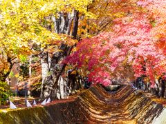 Japan_Fuji_Yamanashi_Maple_Corridor_shutterstock_684026257-s