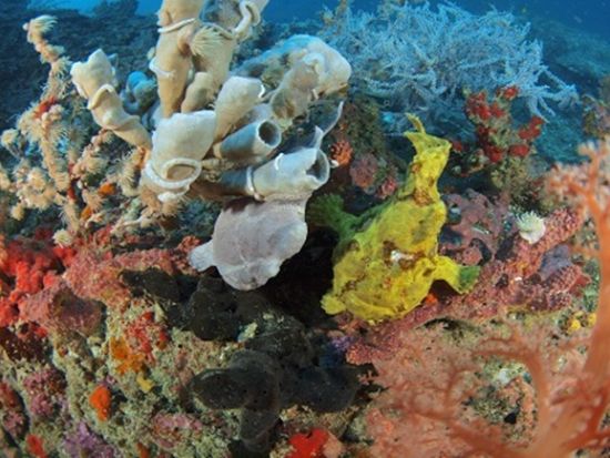 ファンダイビング モアルボアル全域 イワシ玉ポイント・ペスカドール島など＜ボート／2～4ダイブ＞by エメラルドグリーン モアルボアル支店