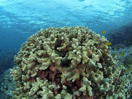 ファンダイビング モアルボアル全域 イワシ玉ポイント・ペスカドール島など＜ボート／2～4ダイブ＞by エメラルドグリーン モアルボアル支店