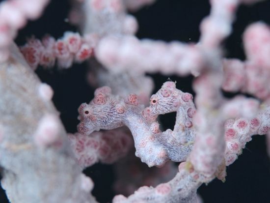 ファンダイビング 世界随一の遭遇率！幻のサメ「ニタリ」マラパスクア島日帰りツアー＜混載／ボート／2ダイブ＞by エメラルドグリーンダイビングセンター