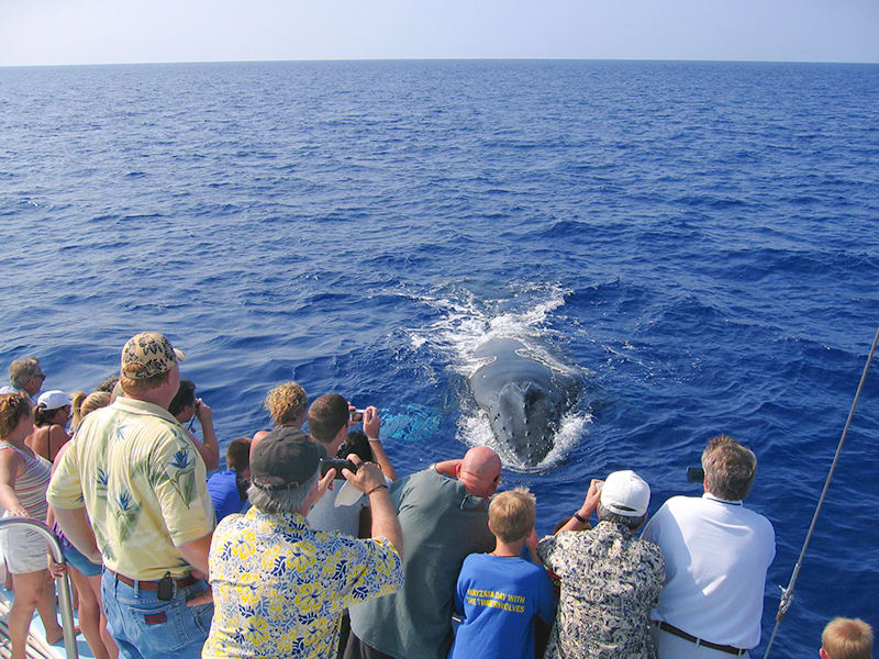 Picture Perfect on Hawaii's Best Whale Watch  Cruises