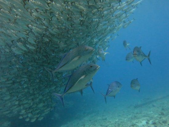 ファンダイビング グロットやラウラウにご案内！＜ビーチ／1～2ダイブ＞by アクアゲート・サイパン