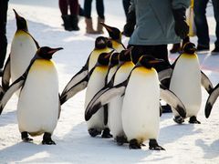 shutterstock_655181686