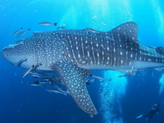 ファンダイビング ピピ島＋マリンパーク方面 上級者にもおすすめ！＜ボート／3ダイブ＞by ほうぼう屋