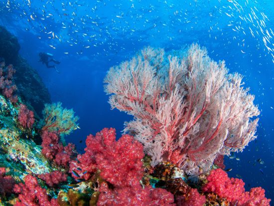 ファンダイビング ピピ島＋マリンパーク方面 上級者にもおすすめ！＜ボート／3ダイブ＞by ほうぼう屋