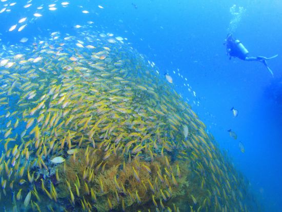 ファンダイビング ピピ島＋マリンパーク方面 上級者にもおすすめ！＜ボート／3ダイブ＞by ほうぼう屋