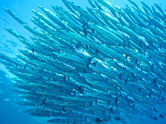 ファンダイビング マリンパーク方面 シャークポイント・巨大沈船など 中級～上級者向け＜ボート／3ダイブ＞by ほうぼう屋