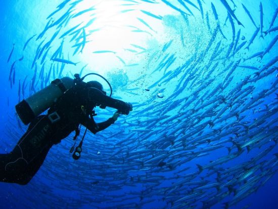 ファンダイビング ピピ島＋マリンパーク方面 上級者にもおすすめ！＜ボート／3ダイブ＞by ほうぼう屋