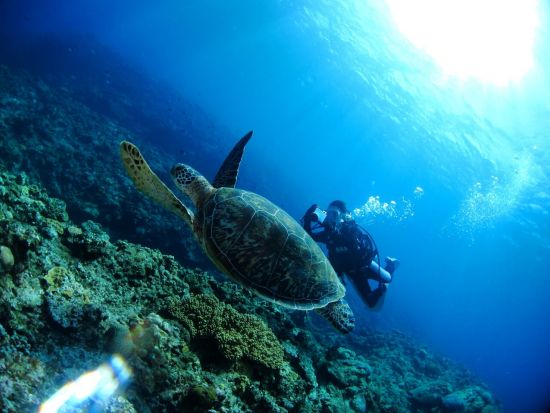 ファンダイビング ピピ島＋マリンパーク方面 上級者にもおすすめ！＜ボート／3ダイブ＞by ほうぼう屋