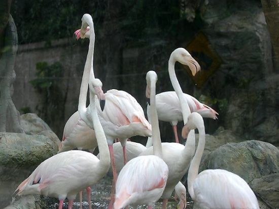  【チェンマイ発】チェンマイ動物園ツアー　＜貸切／半日／ホテル送迎／日本語ガイド付き＞