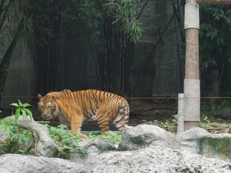 P-12チェンマイ動物園ツアー8-crop