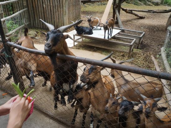  【チェンマイ発】チェンマイ動物園ツアー　＜貸切／半日／ホテル送迎／日本語ガイド付き＞
