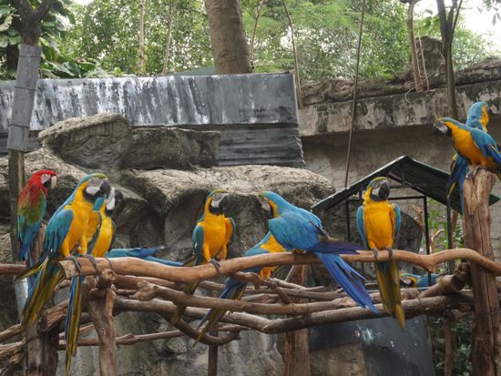 P-12チェンマイ動物園ツアー3-crop