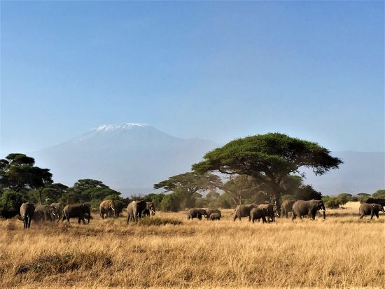 【ナイロビ発着 2泊3日】アンボセリ国立公園サファリツアー ゲームドライブ4回＜英語or日本語／混載or貸切／市内発着＞