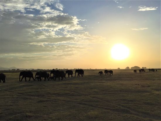 Amboseli5