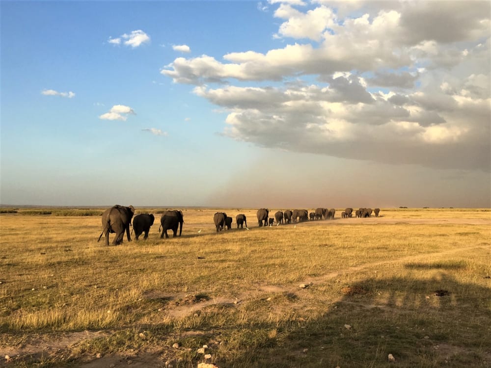 Amboseli6