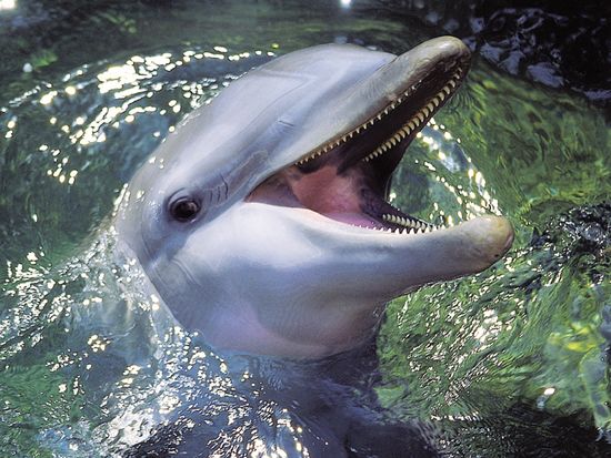 Mexico_Dolphin_Mexitours