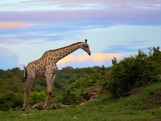 Botsuwana_Chobe National Park_shutterstock_1071015626