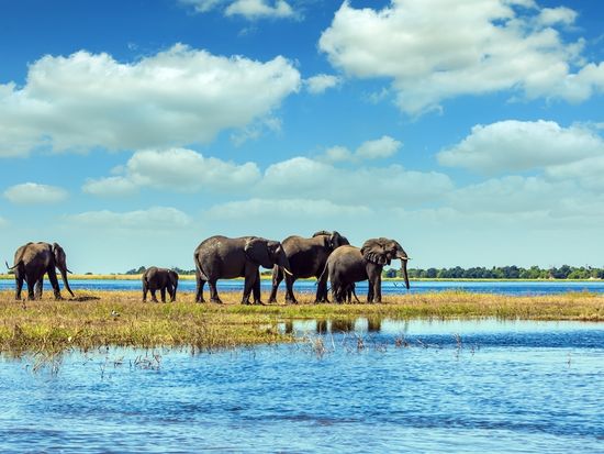 Africa_Botswana_Chobe National Park_shutterstock_520999663