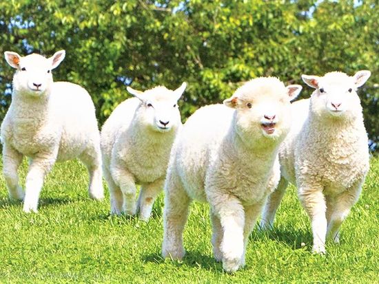 東京発日帰りバスツアー 東京ドイツ村 マザー牧場 Wイルミネーション鑑賞 極上ジンギスカン 11 2月 夕食バイキング付 浜松町駅発 By はとバス 東京の観光 遊び 体験 レジャー専門予約サイト Veltra ベルトラ
