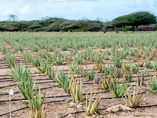 shutterstock_1081291880