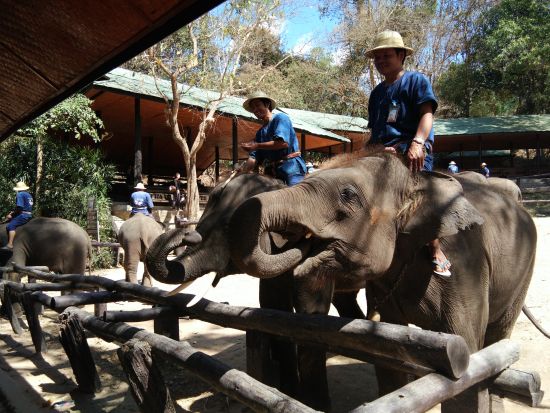 【チェンマイ発】チェンマイ観光の決定版！エレファントキャンプ＋ドイステープ寺院＋市内寺院＋郷土料理ディナー＜貸切／1日／ホテル送迎／日本語ガイド／昼食・夕食付＞