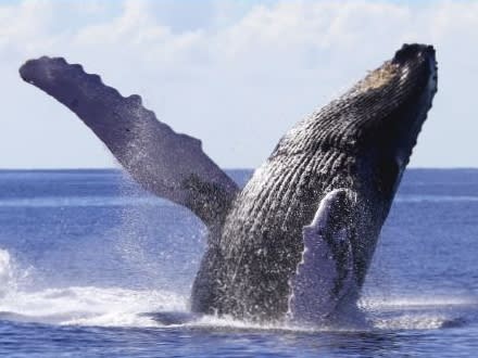 クジラ ホエールウォッチ | ハワイ（マウイ島）の観光・オプショナルツアー専門 VELTRA(ベルトラ)