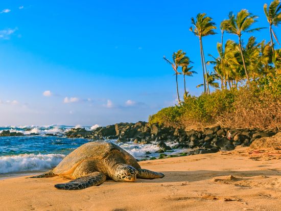 SUP（スタンドアップパドル）体験　ノースショア（ハレイワ）の川と海でウミガメウォッチング　サンセットタイムも選べる byシー＆ボードスポーツハワイ