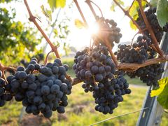 Vineyard Wine Grapes
