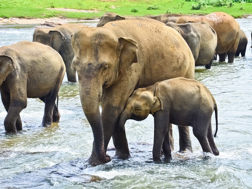 開運】スリランカ産 ゾウのしっぽの毛 ピンナワラ 象の孤児院 アジアゾウ-