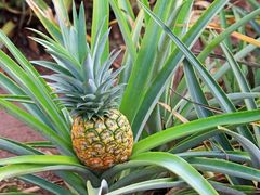 shutterstock_168196199