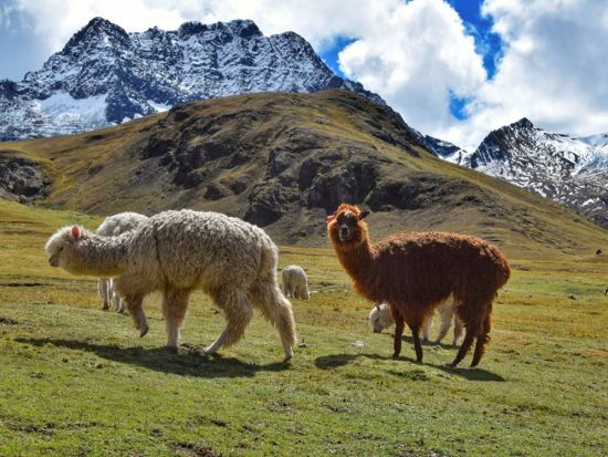 虹色に染まる奇跡の山！絶景レインボーマウンテン 日帰りツアー＜1日／英語ガイド／朝＆昼食付／クスコ発＞
